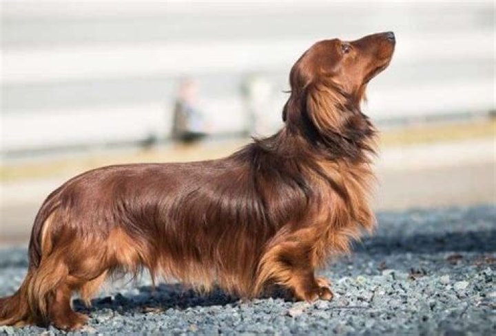 Does long haired dachshund shed?