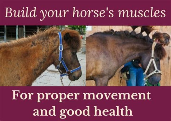 Does lunging a horse build muscle?
