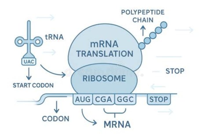Does mrna have codons or anticodons?