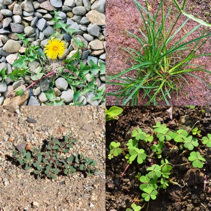 Does rock prevent weeds?