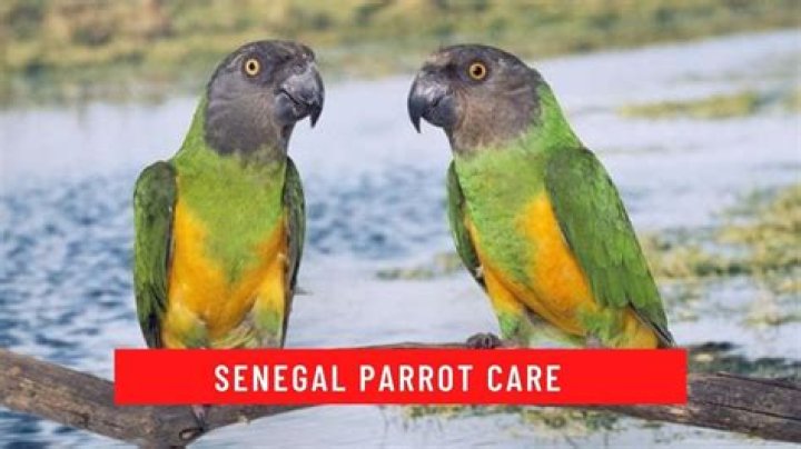 Does senegal parrot talk?