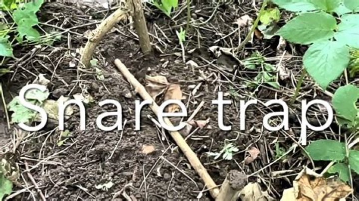 Does snare mean trap?