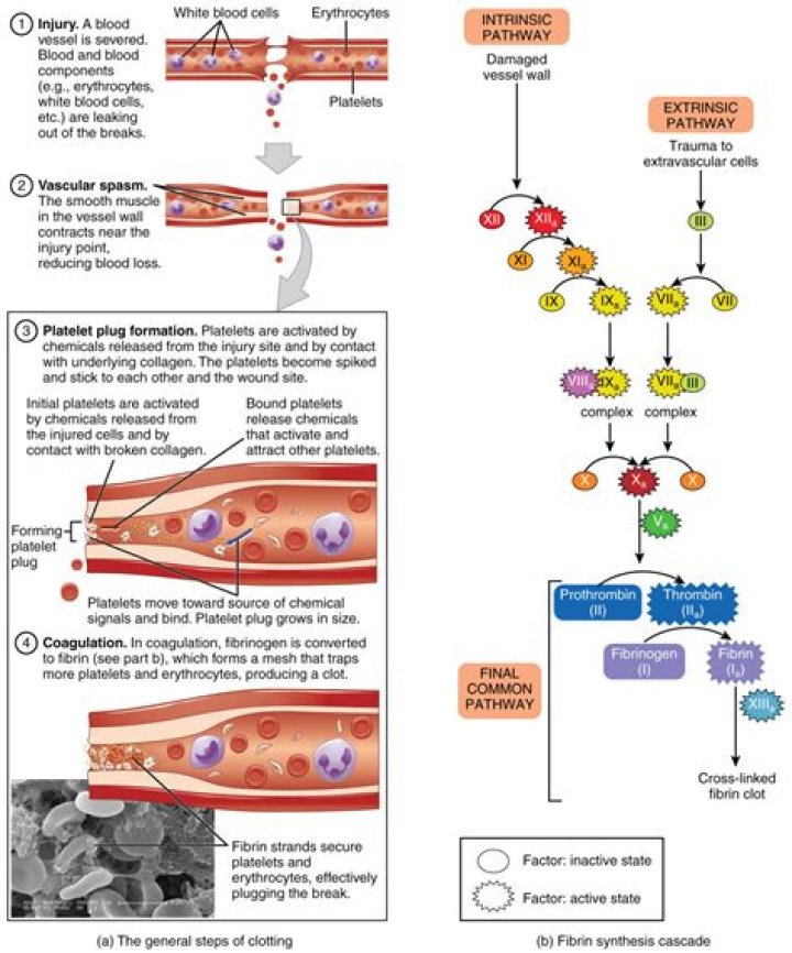 Does sugar coagulate blood?