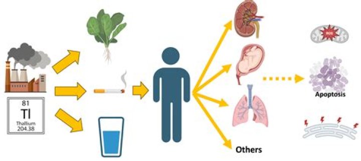Does thallium affect the kidneys?
