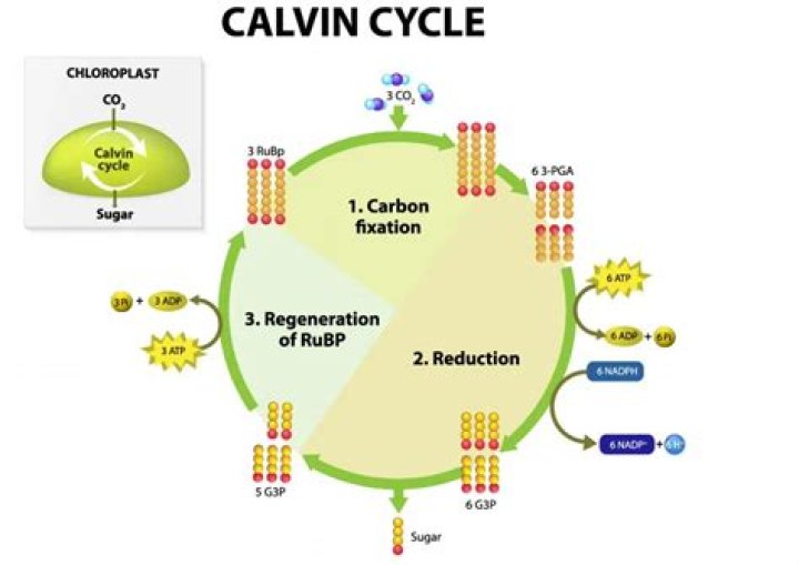 Does the calvin cycle produce atp?