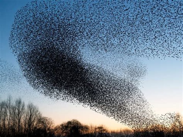 Does the starling migrate?