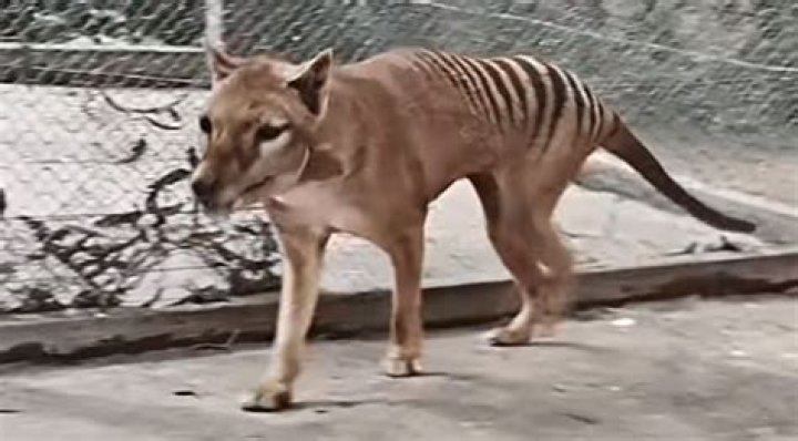 Does the thylacine have a pouch?