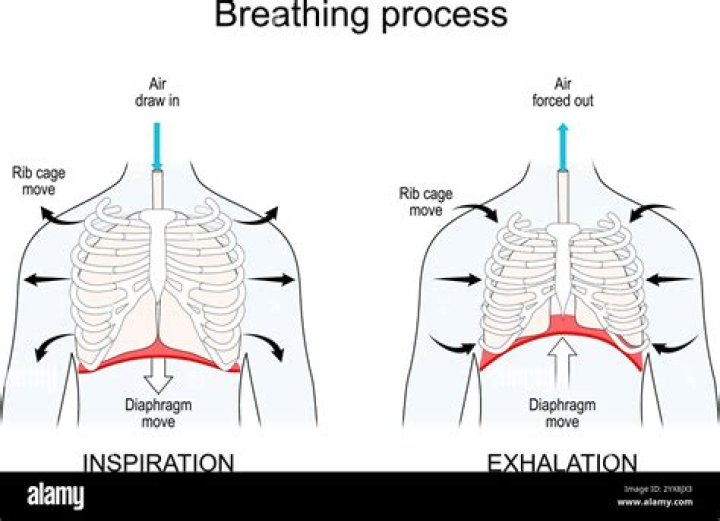 During inhalation the ribs are pushed?
