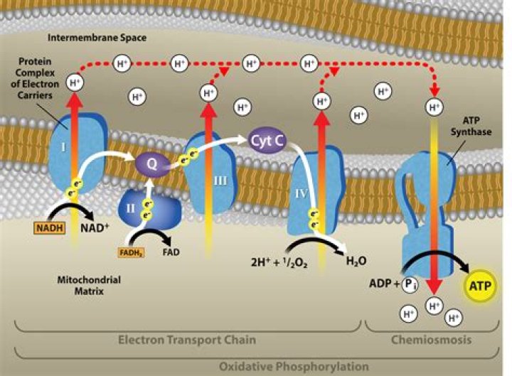 During oxidative phosphorylation the proton motive force?