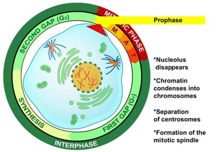 During prophase i of meiosis?