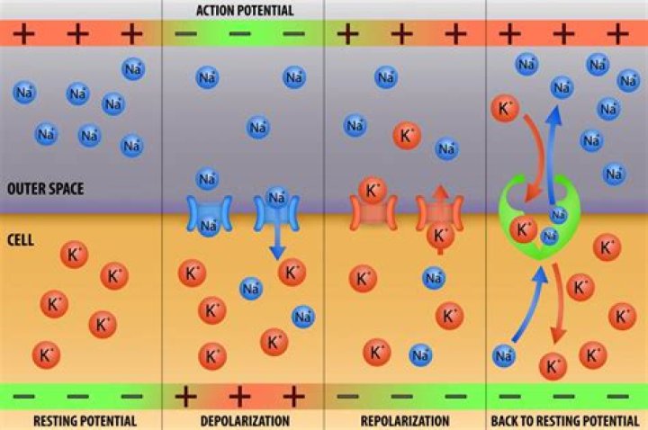 During repolarization ions are pumped out of the cell?