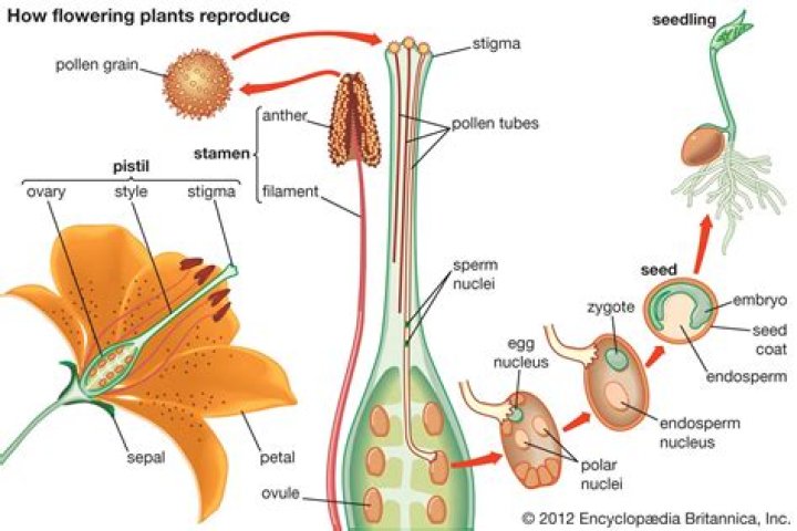 For reproduction angiosperms rely upon?