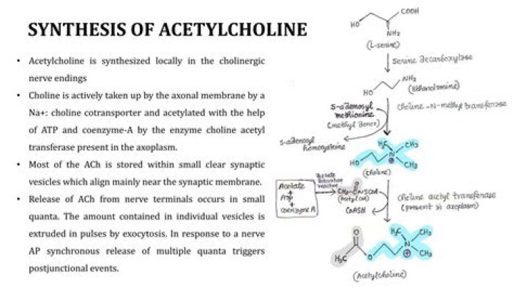 For the synthesis of acetylcholine?