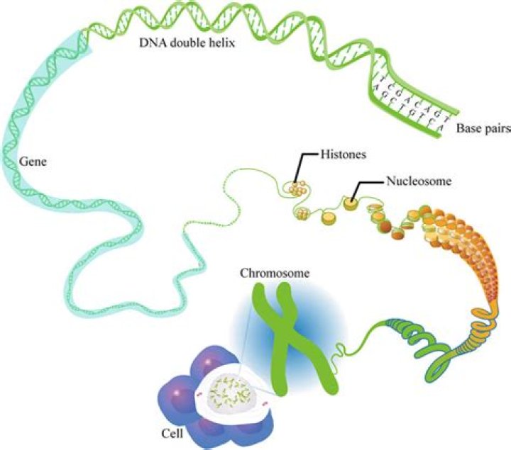 Has a nucleus with dna enclosed inside?