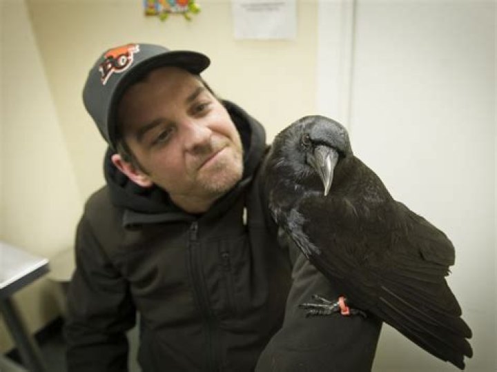 Has canuck the crow been found?