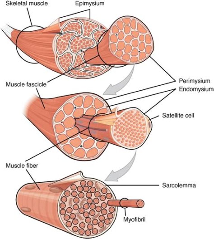 How are the epimysium and tendons related?