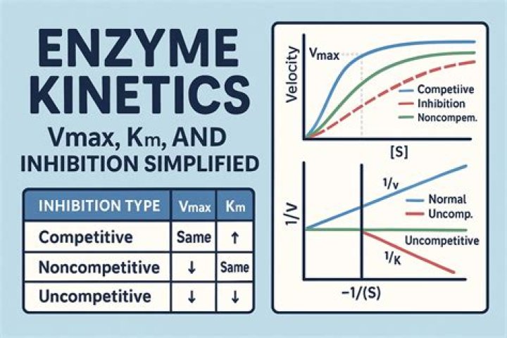 How are the kinetics of an enzyme-catalyzed reaction affected by a competitive inhibitor?