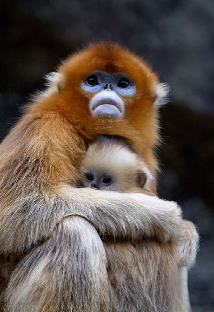 How big are snub nosed monkeys?