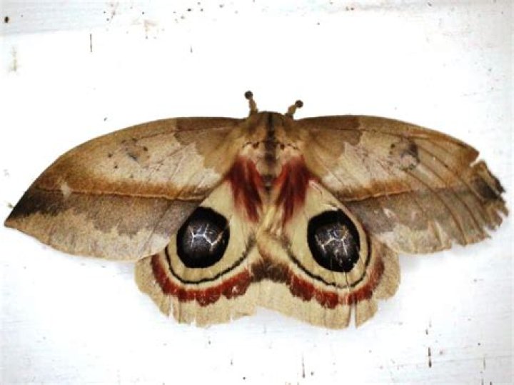 How big is a saturniidae moth?