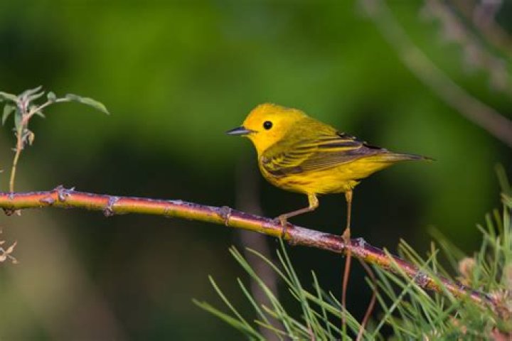How big is a yellow warbler?