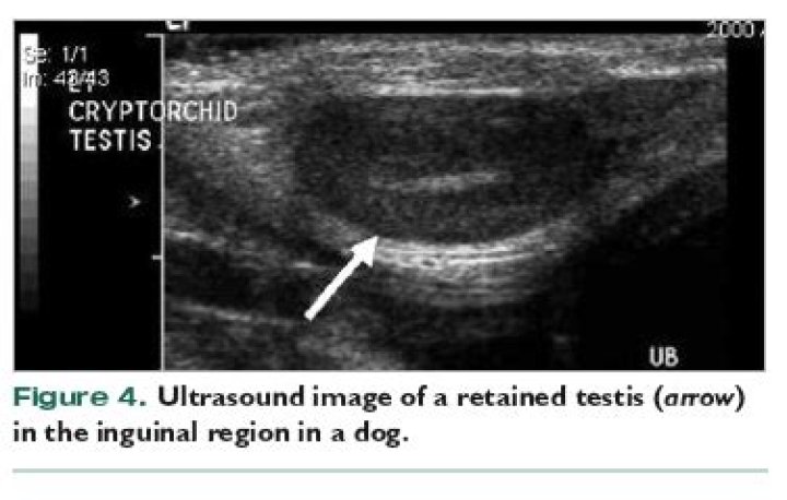 How common is cryptorchidism in dogs?