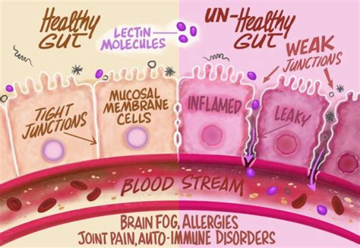 How do lectins affect your body?