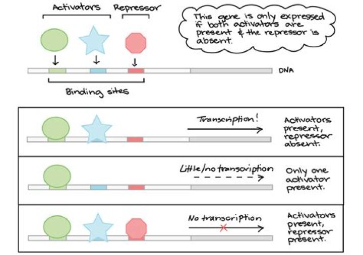 How do transcriptional activators work?