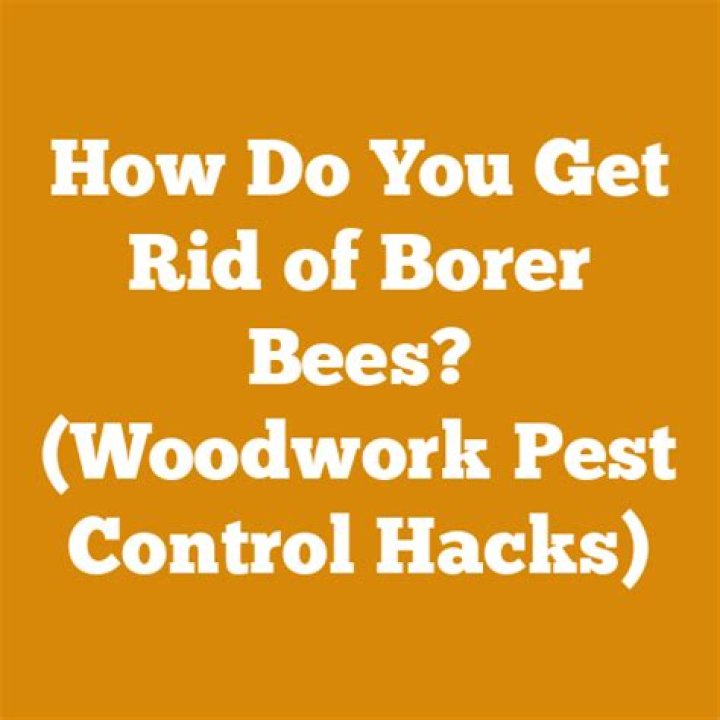 How do you get rid of borer bees?