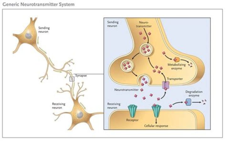 How does a neurotransmitter initiate depolarization?