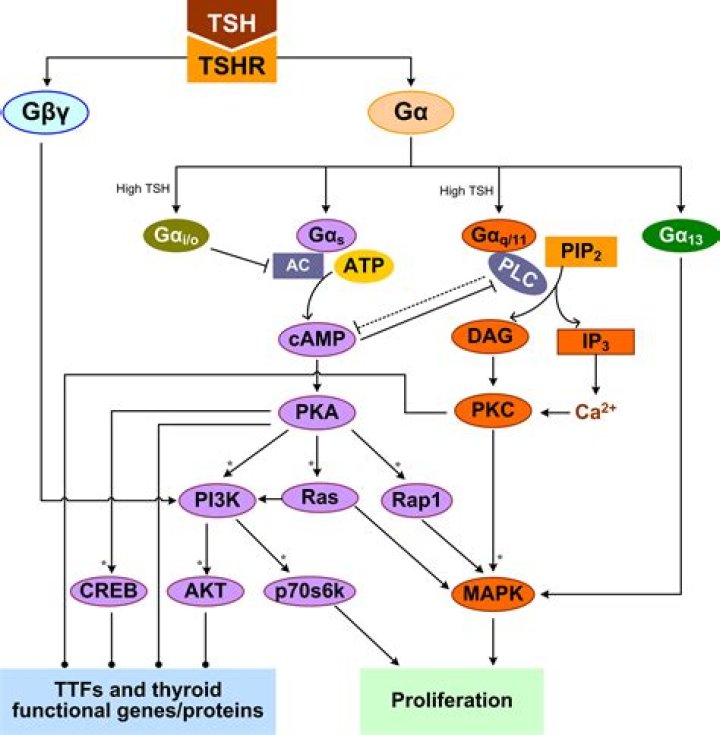 How does the triiodothyronine work?
