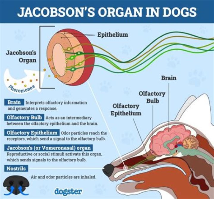 How does the vomeronasal organ work?