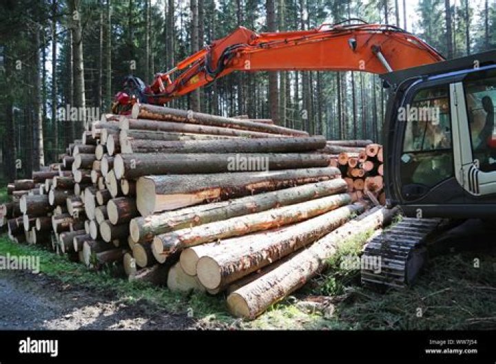 How does timber harvesting work?