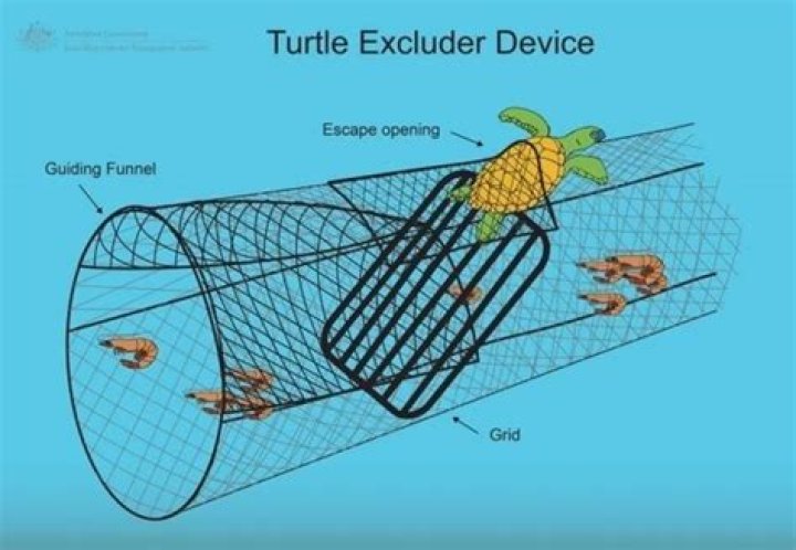 How does turtle excluder device work?