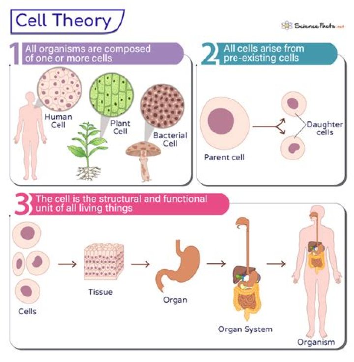 How gave cell theory?