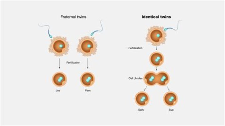 How identical are identical twins?