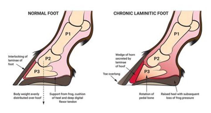 How is laminitis diagnosis?