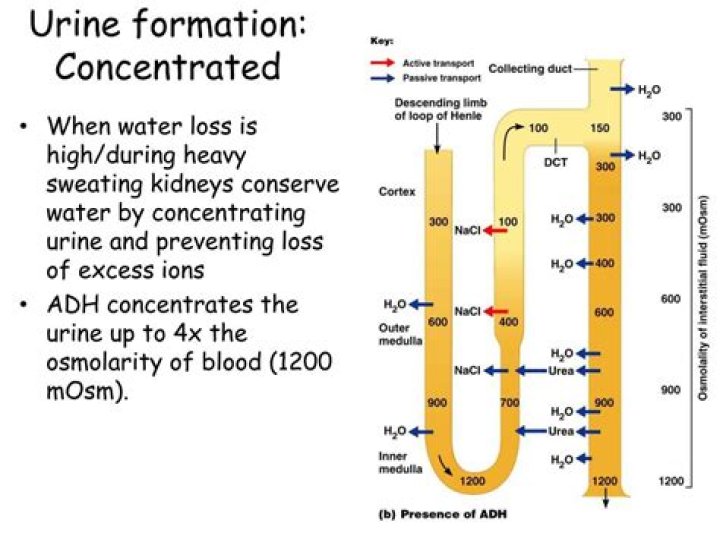 How is urine concentrated?