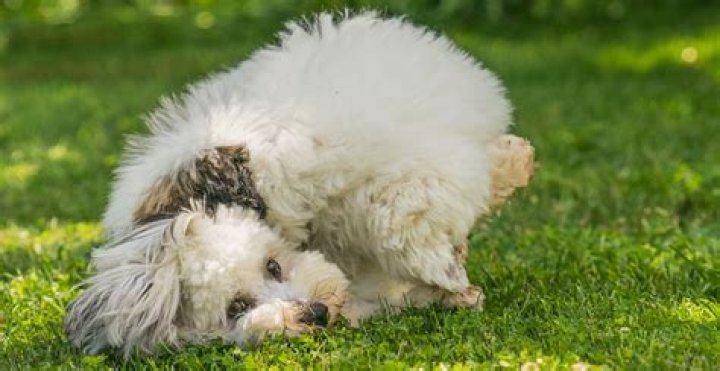 How long do coton de tulear live?