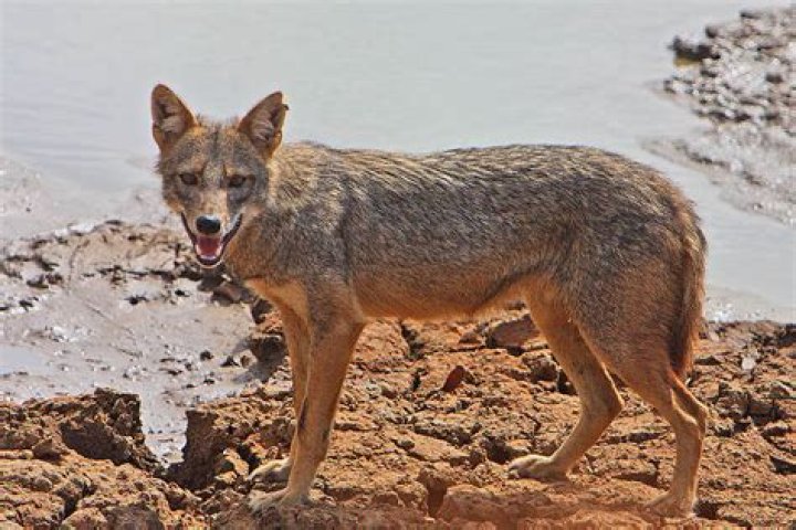 How long do jackals live?