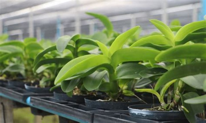 How long do orchids live?