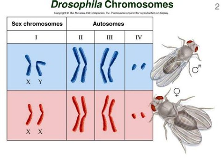 How many chromosomes do drosophila have?