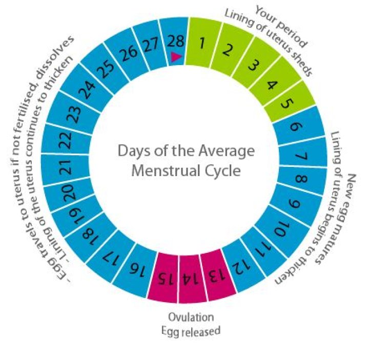 How many days is a short menstrual cycle?