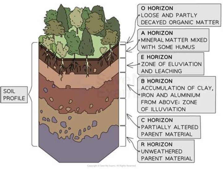 How many horizons are there in soil?