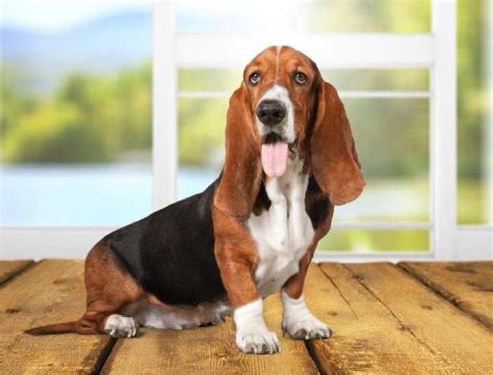 How much do basset hounds cost?