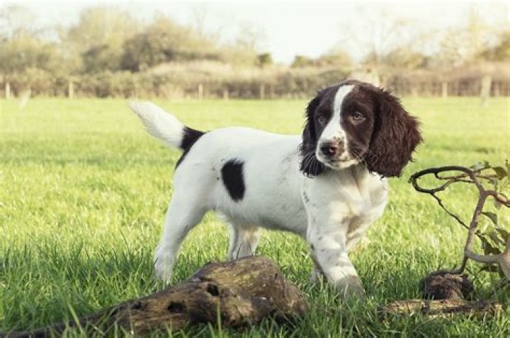 How much spaniel puppy?