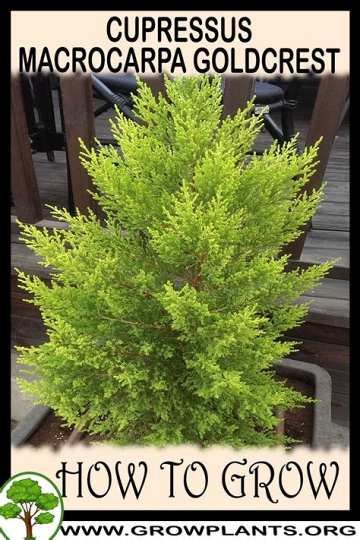 How tall do cupressus goldcrest grow?