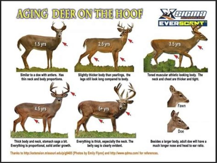 How to age a whitetail deer?