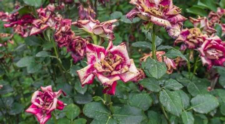 How to bring a dying rose back to life?