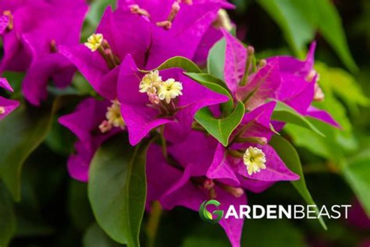 How to care for bougainvillaea?