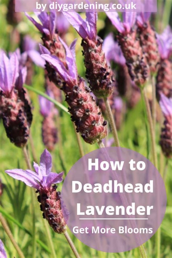 How to deadhead lavatera?
